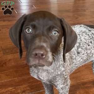 LADY GODIVA, German Shorthaired Pointer Puppy